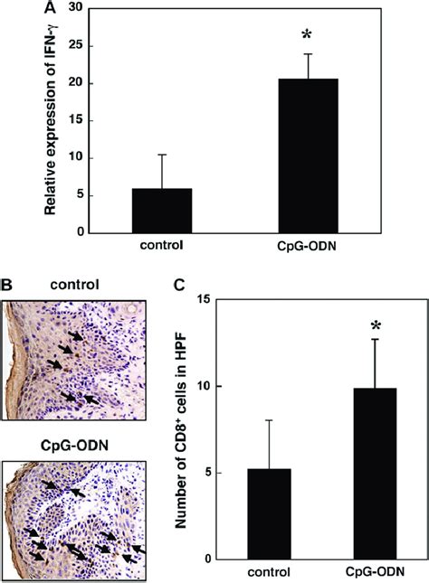 Cpg Odn Treatment Increased Ifn C Expression And Cd8 þ T Cell Migration