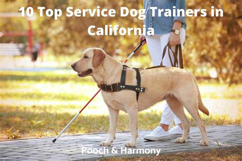 10 Top Service Dog Trainers In California Pooch And Harmony