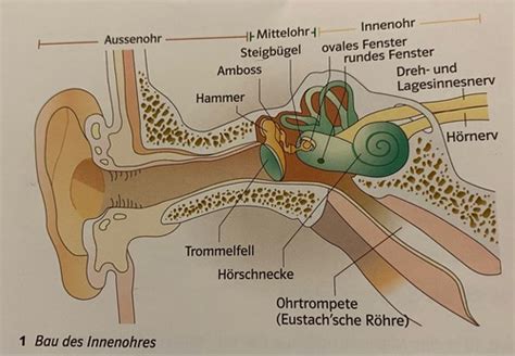 Neurobiologie Sinne Des Ohres Flashcards Quizlet