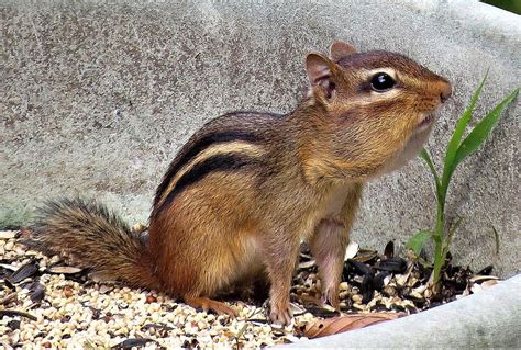 Chuck The Chipmunk Photograph By Linda Stern Pixels