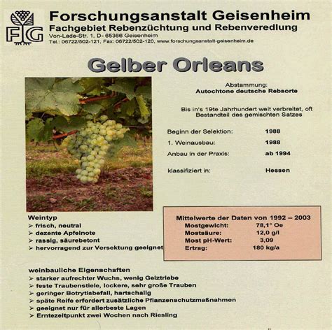 Gelber Orleans Rebschule Müller Reben