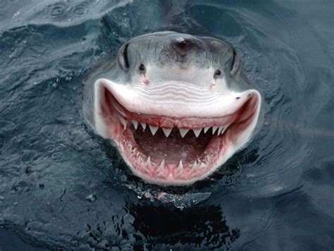 Happy Shark Blank Template - Imgflip