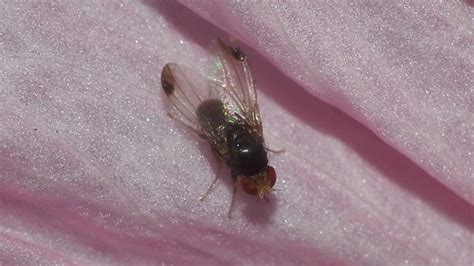 Drosophila Elegans · Inaturalist