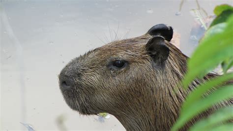 Biorecursos Eia C A On Twitter Hoy Celebramos El D A Del Capibara