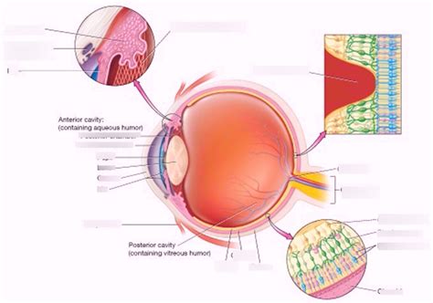 Anatomy Of The Eye Sagittal Section Diagram Quizlet