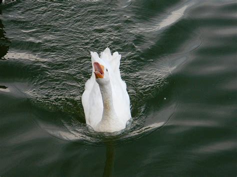 Embden Goose Talking Photograph By Emmy Vickers Fine Art America