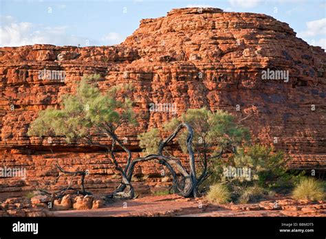 Australia Northern Territory Eucalypt Trees And Red Rock Formations