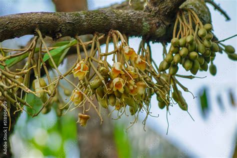 Close up durian flowers blooming from the branched of durian tree and ...