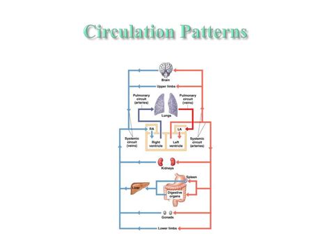 Ppt Arteries Of Pulmonary Circulation Powerpoint Presentation Free Download Id 3561542