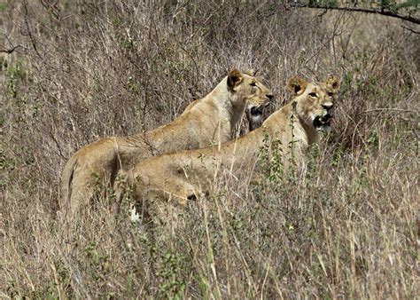 Hunting Lionesses Photograph by Robert Selin - Pixels