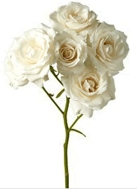 Elegant White Spray Roses For Your Floral Wedding