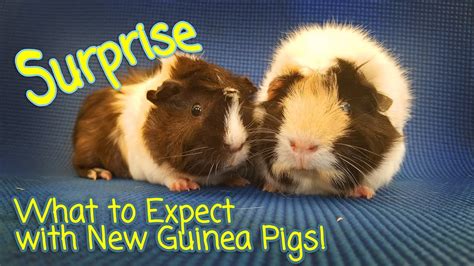 3 Biggest Surprises New Guinea Pig Owners Discover Youtube