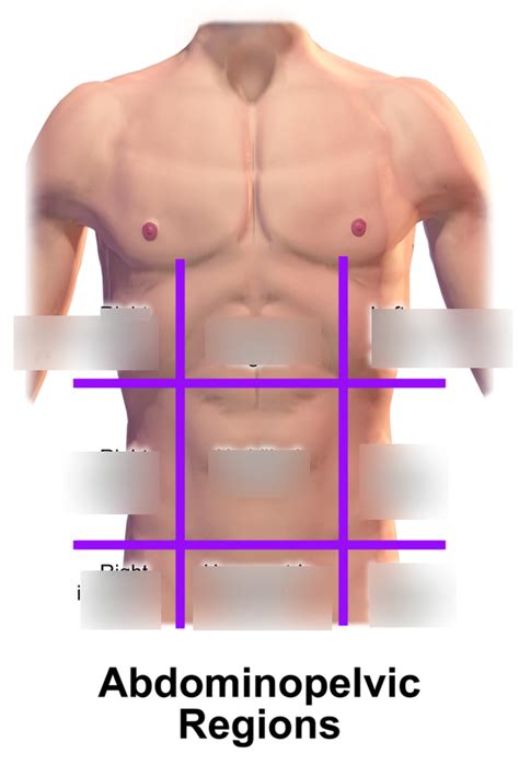 Rt 131 Abdominopelvic Regions Diagram Quizlet