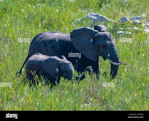 Mother And Baby Elephants Loxodonta Africana In Green Grass Of Open