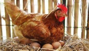 Why Do Chickens Lay Eggs Every Day But Other Birds Dont Henraising