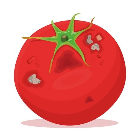 Premium Vector Rotten Tomato Isolated On White Background