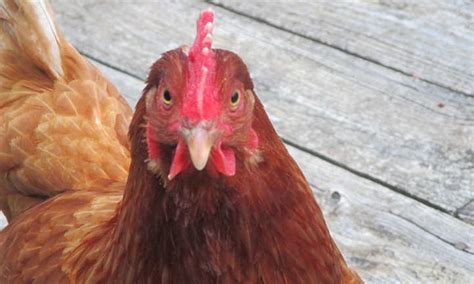 Cuánto tiempo viven las gallinas y ponen huevos Flor Figueroa