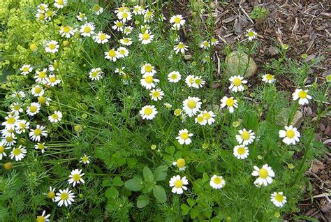 German Chamomile Vs Roman Chamomile Whats The Difference Hobby