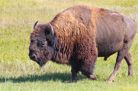 Cannundrums Bison North Dakota