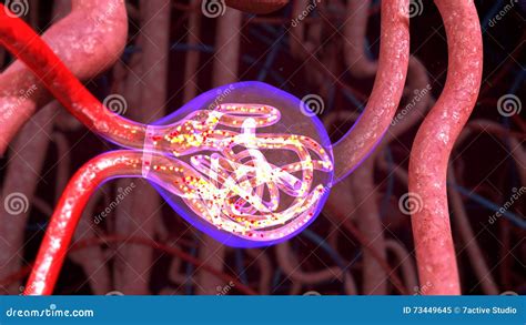 Nephrons Function Stock Image Image Of Kidney Collecting 73449645