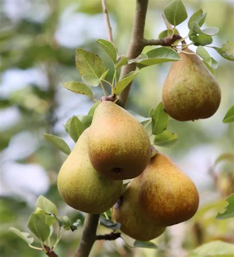 Summercrisp Pear Tree For Sale Buying And Growing Guide