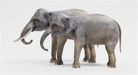 3d Model Asian Elephants Turbosquid 1341691