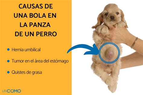 Gru Ido Aprobar Plato Hernia En Perros Adultos Cazar Destacar Contribuyente