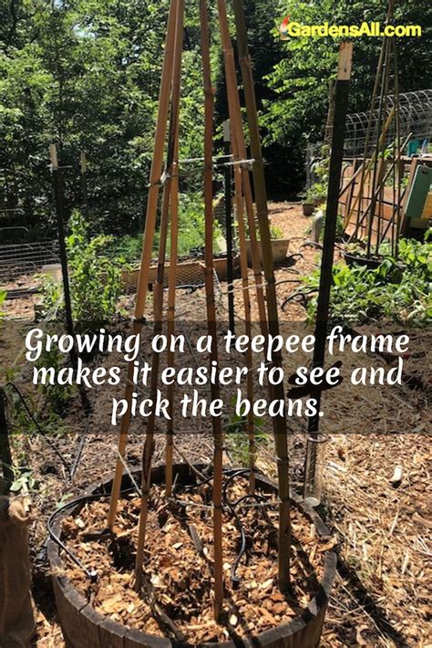 Bamboo Bean Teepee Trellis Video How To Gardensall