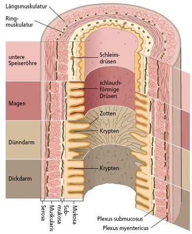 Anatomie II Verdauungssystem Karteikarten Quizlet