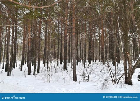Winter Woods of Siberia in Russia Stock Photo - Image of listvyanka ...