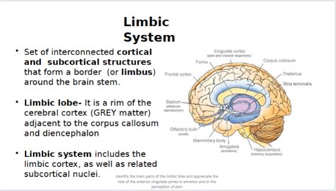 Anatomy Neuroanatomy 11 Limbic Lobe Hippocampus And Amygdala