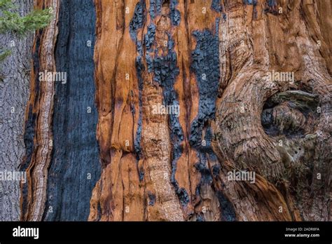 La Corteza Y La Madera De Secoya Gigante Sequoiadendron Giganteum Con