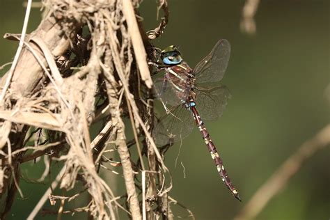 Blue Spotted Hawker From Jarrahmond VIC 3888 Australia On February 21