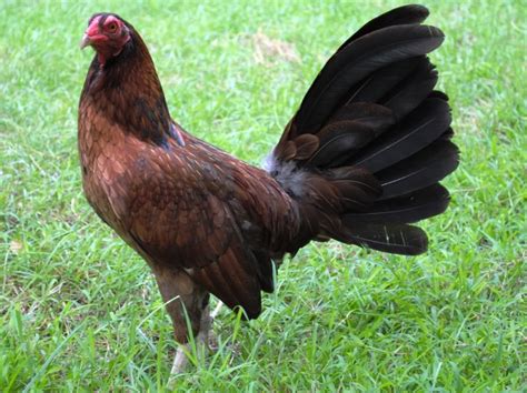 Hennie Gamefowl And Its Fighting Style Sustainable Agriculture