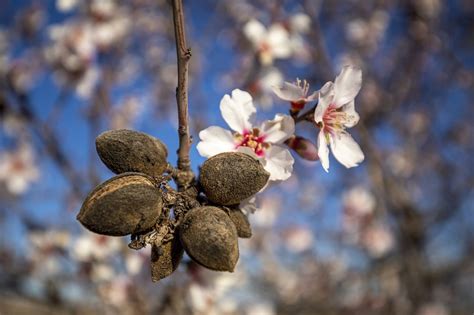 Almonds Tree Nuts - Free photo on Pixabay