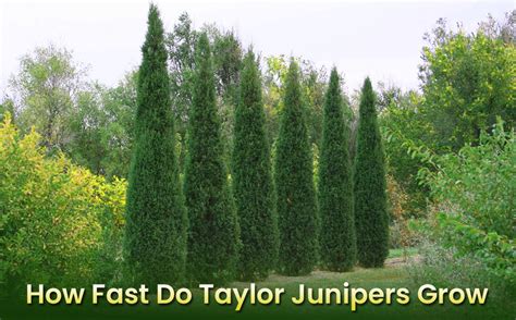 Taylor Juniper Growth Rate Is It Fast Growing Embracegardening