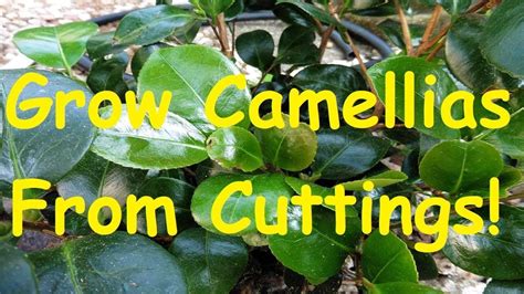 How To Grow Propagate Camellias From Cuttings Rooting Camellia Cuttings