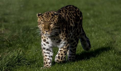 Big cats, Leopards, Grass, HD Wallpaper | Rare Gallery