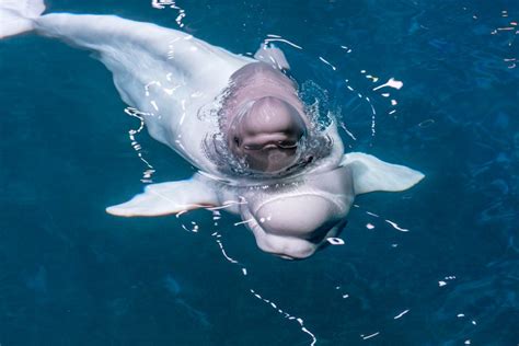 Video And Photos Shedd Aquarium Welcomes Healthy Beluga Whale Calf Wgn Radio 720 Chicago S