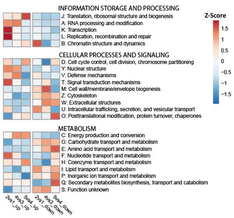 Heatmap Representation Of Clusters Of Orthologous Groups Cog