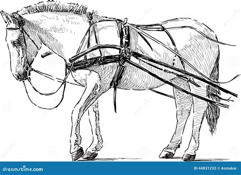 White Horse In The Harness Stock Vector Illustration Of Drawing 44831232