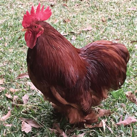 Fill Your Coop With These Red Breeds This February Murray Mcmurray