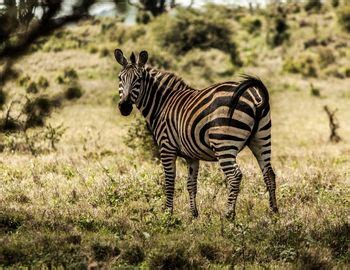 7 Days Of Lewa Maasai Mara Fly In Safari Kiboko Kenya Safaris