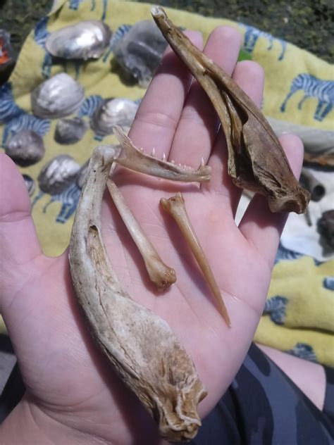 Fish bones (?) : r/bonecollecting