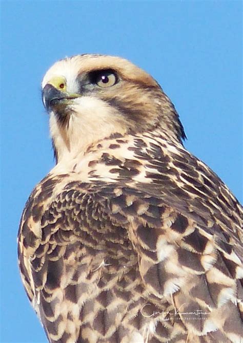 Ferruginous Hawk - Gordon Kamitomo