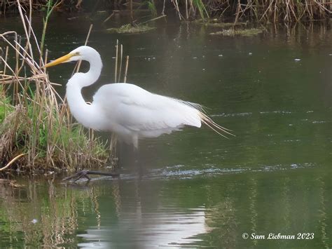 Great Egret Grand Aigrette Ardea Alba Sharpenai S Flickr