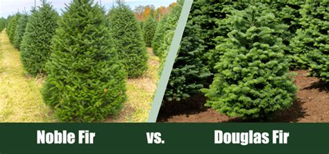 Noble Fir vs. Douglas Fir Trees — What's the Difference? | House Grail