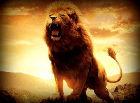 Angry Lion HD Wallpapers 1080p