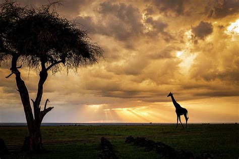 The Plains of Africa Photograph by Philip Rispin - Pixels