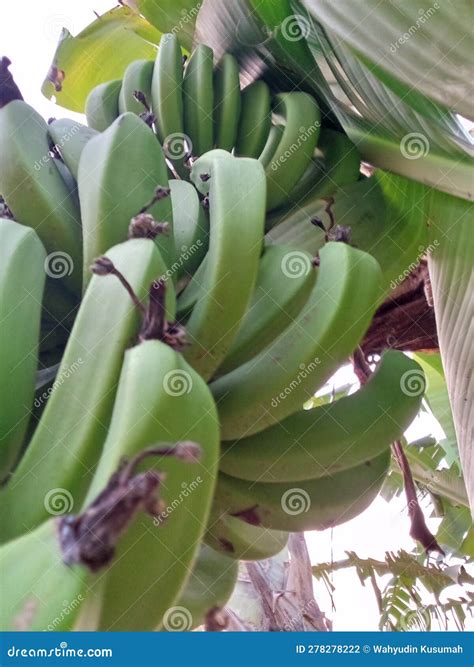 Banana fruit from the tree stock photo. Image of buah - 278278222